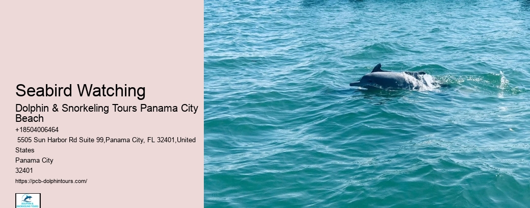 When Can You See Dolphins In Panama City Beach