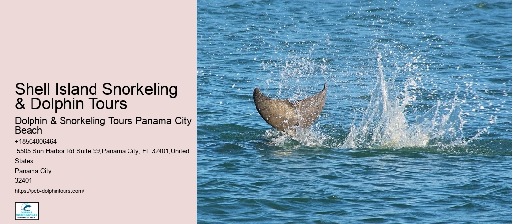 What Does It Mean When Dolphins Swim Around You