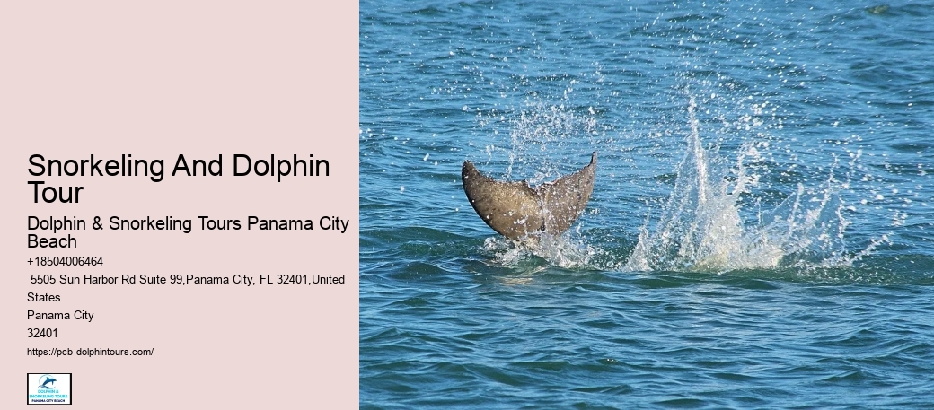 Dolphin Tour