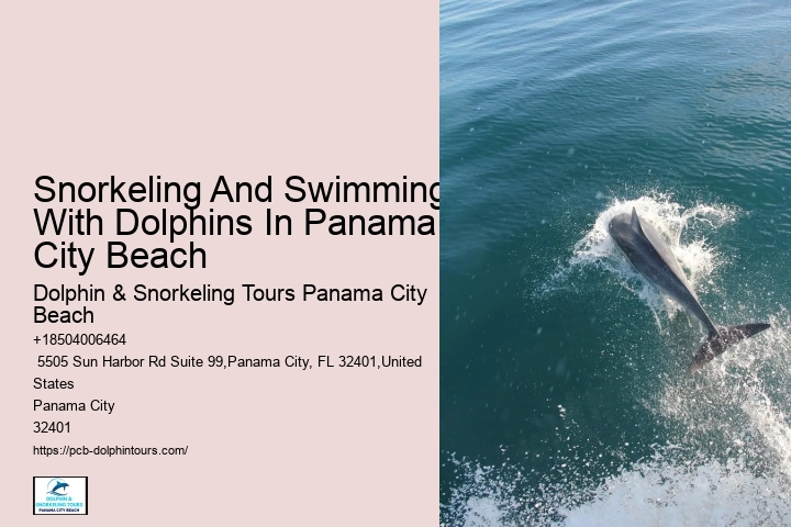 Snorkeling And Swimming With Dolphins In Panama City Beach