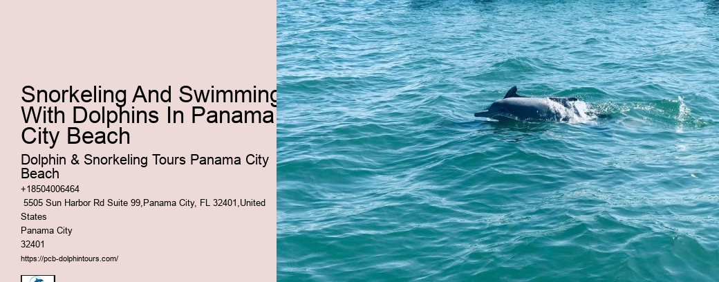 Can I Swim With Dolphins In Panama City