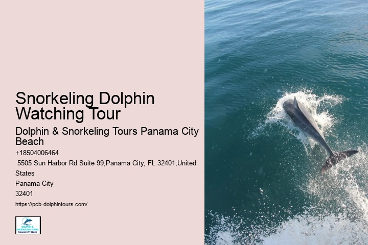 Best Time For Dolphin Watching