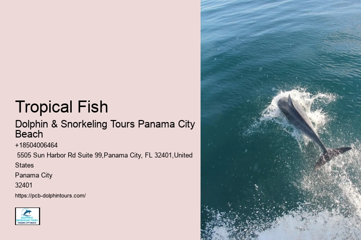Does Panama City Beach Have Good Snorkeling