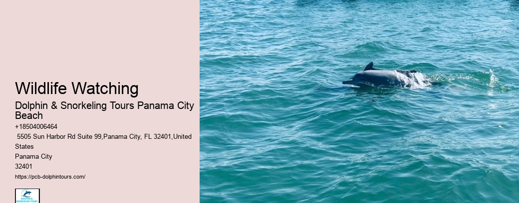 Snorkeling And Dolphin Tour